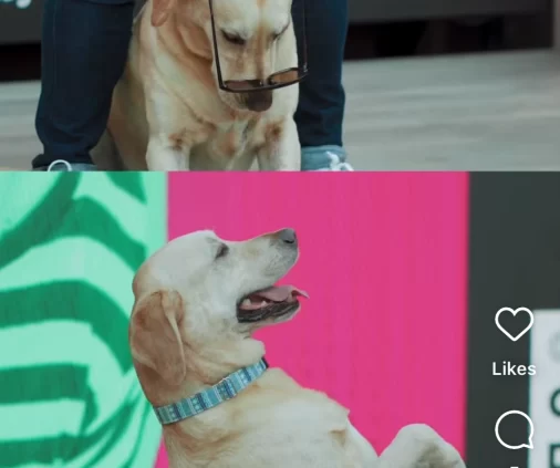 Sélection de posts réseaux sociaux conçus par l'agence Wait: pour la campagne de communication du Cloche d'Or Shopping Center